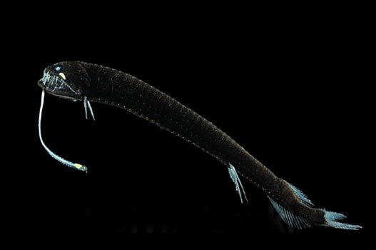 Черная Рыба Дракон Фото